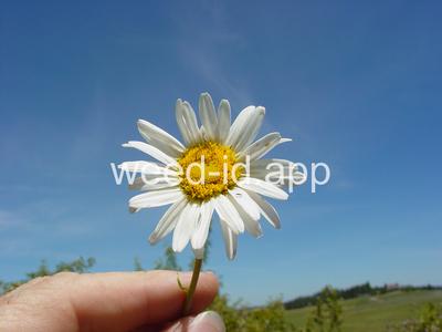 daisy, oxeye