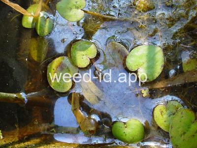 frogbit, American