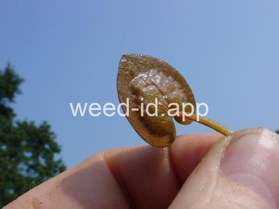 frogbit, American