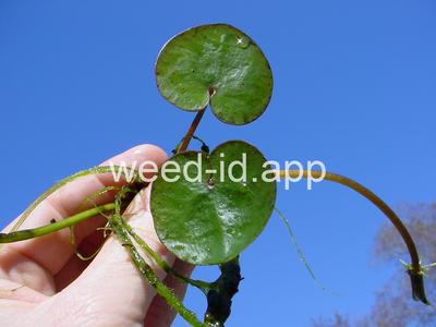 frogbit, American