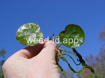 frogbit, American