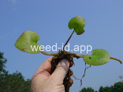 frogbit, American