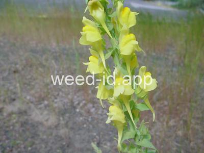 toadflax, Dalmatian