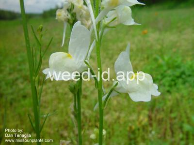 toadflax, Morocco