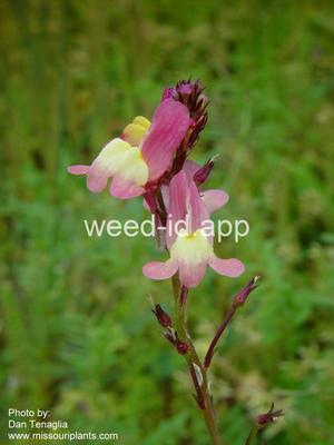 toadflax, Morocco