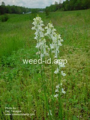 toadflax, Morocco