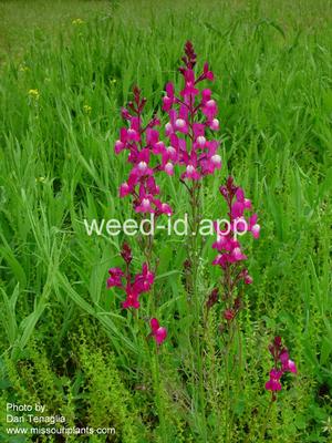 toadflax, Morocco