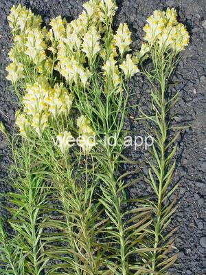 toadflax, yellow