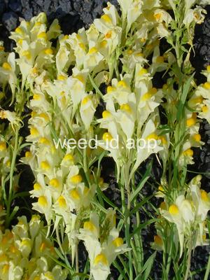 toadflax, yellow