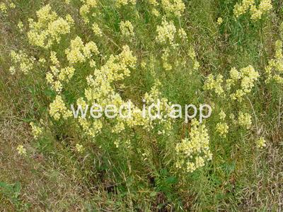 toadflax, yellow