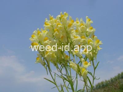 toadflax, yellow