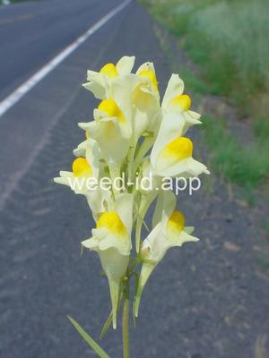 toadflax, yellow