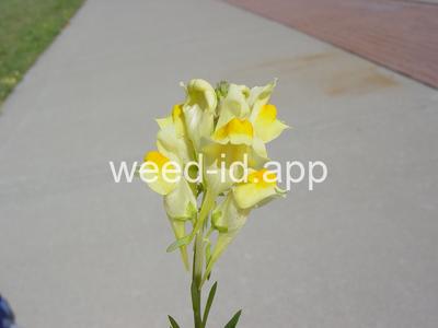 toadflax, yellow