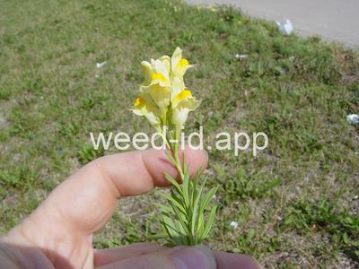 toadflax, yellow