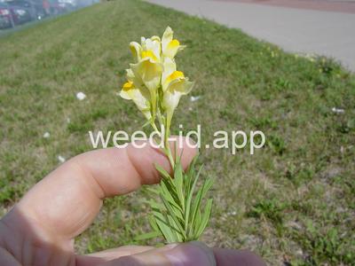 toadflax, yellow