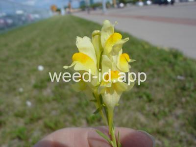 toadflax, yellow