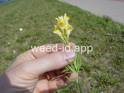 toadflax, yellow