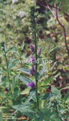 cardinal flower, blue