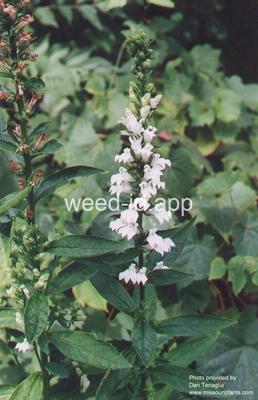 cardinal flower, blue
