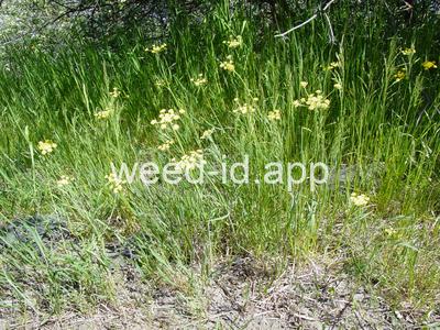 Lomatium triternatum