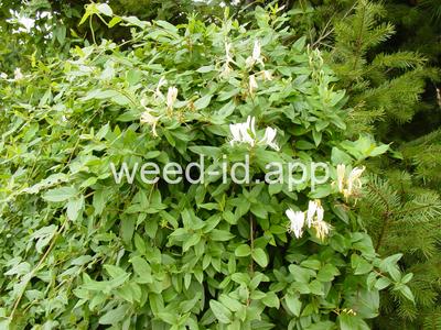 honeysuckle, Japanese