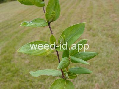 honeysuckle, Japanese