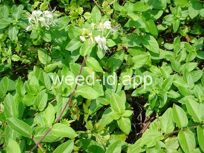 honeysuckle, Japanese