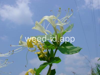 honeysuckle, Japanese