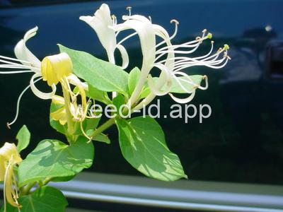 honeysuckle, Japanese