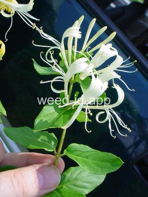 honeysuckle, Japanese