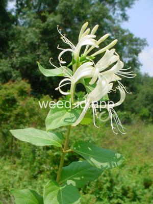 honeysuckle, Japanese