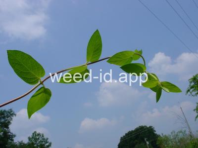 honeysuckle, Japanese