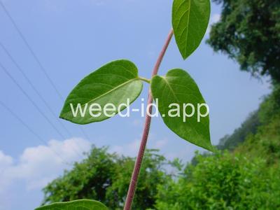honeysuckle, Japanese