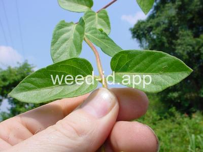 honeysuckle, Japanese