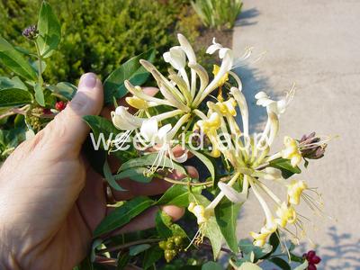 Lonicera periclymenum