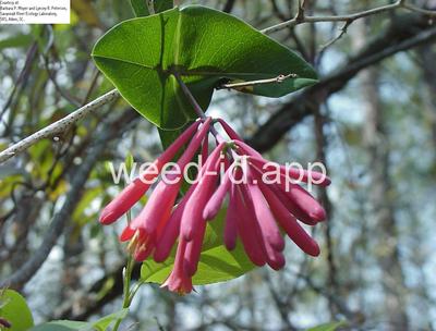 honeysuckle, trumpet
