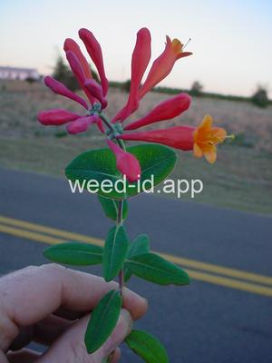 honeysuckle, trumpet