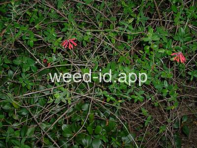 honeysuckle, trumpet