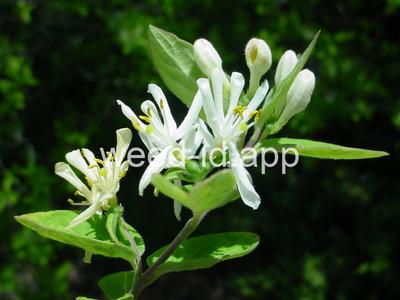 honeysuckle, Tatarian