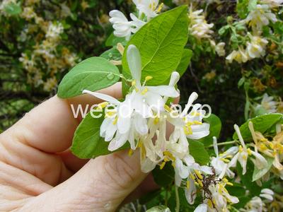 honeysuckle, Tatarian