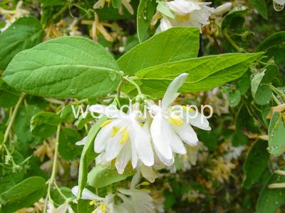 honeysuckle, Tatarian