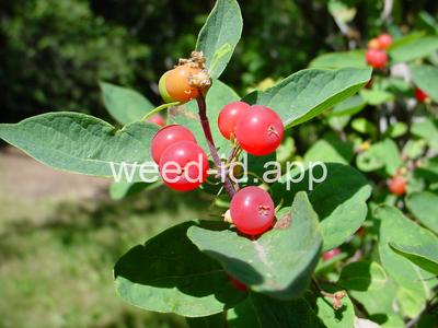 honeysuckle, Tatarian