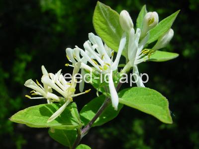 honeysuckle, Tatarian