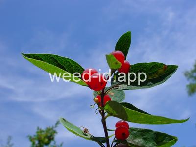 honeysuckle, Tatarian