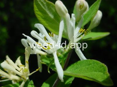 honeysuckle, Tatarian