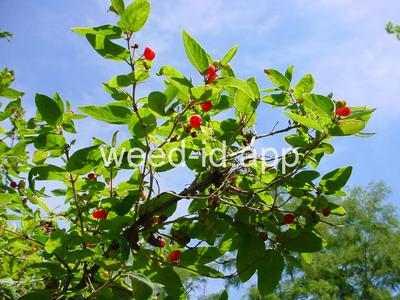 honeysuckle, Tatarian