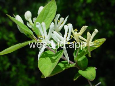 honeysuckle, Tatarian