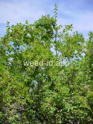 honeysuckle, Tatarian