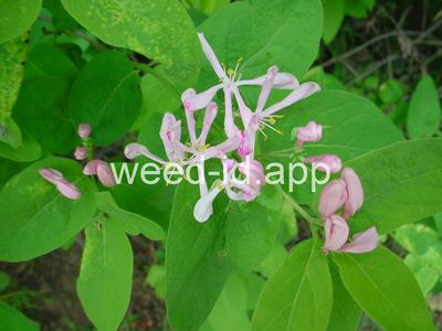honeysuckle, Tatarian