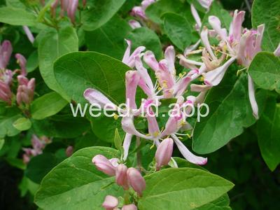 honeysuckle, Tatarian